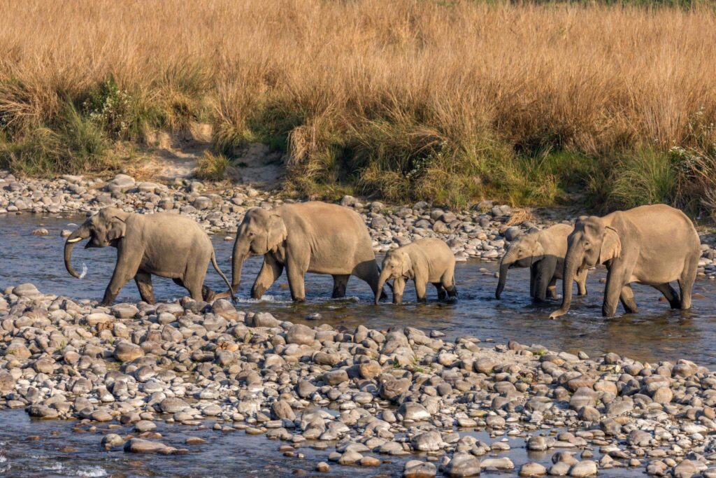 Jim Corbett National Park, Uttarakhand