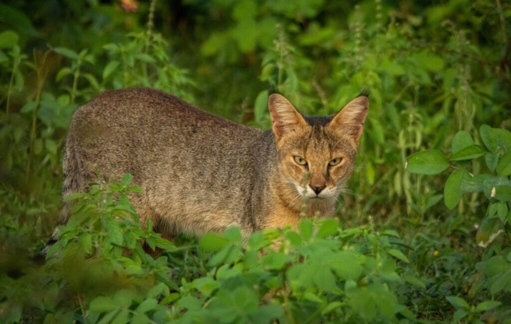 Jungle Cat Manas Tiger Reserve