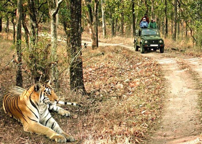 Kanha National Park – Explore the Wild Heart of Madhya Pradesh