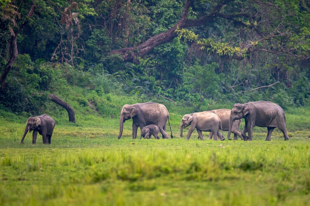 Kaziranga National Park, Assam
