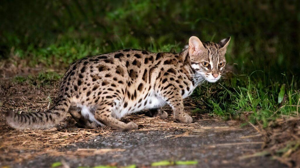 Leopard Cat Manas Tiger Reserve