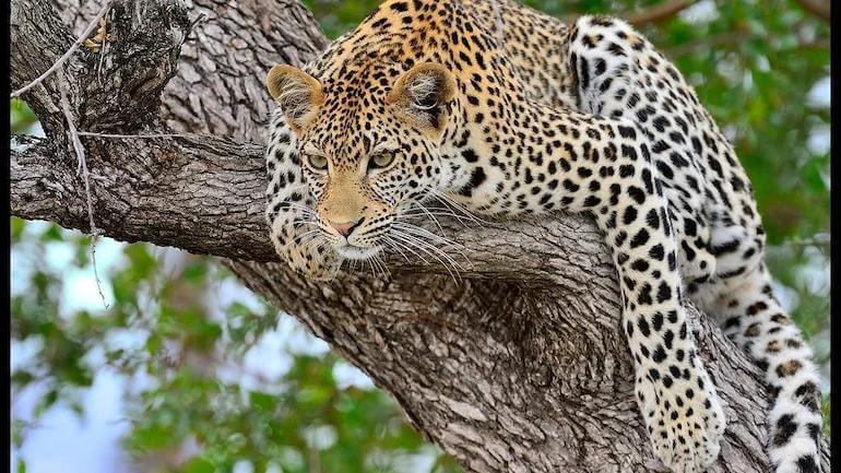 Leopard Manas Tiger Reserve