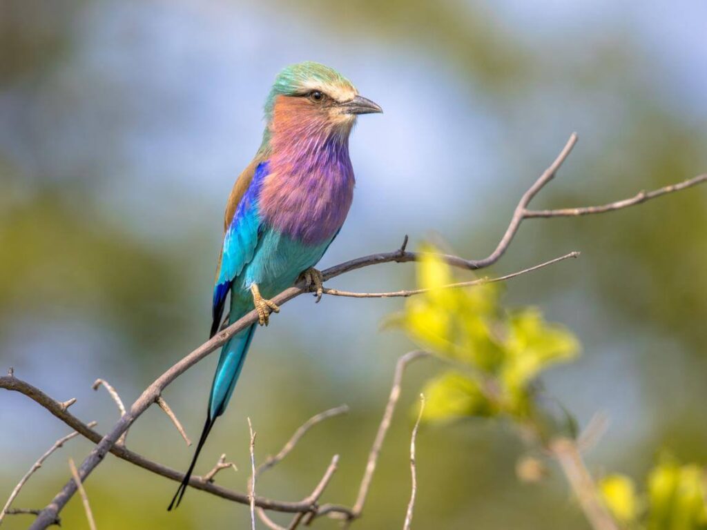Lilac-breasted Roller
