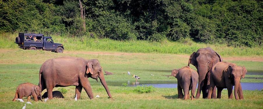 Manas National Park, Assam