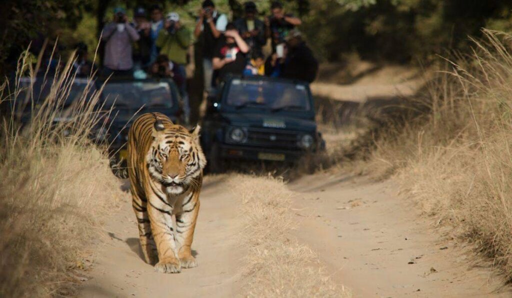 Manas Tiger Reserve