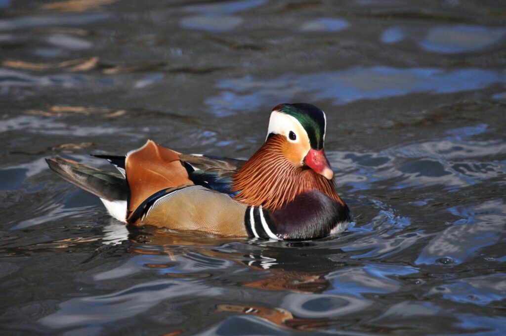 Mandarin Duck