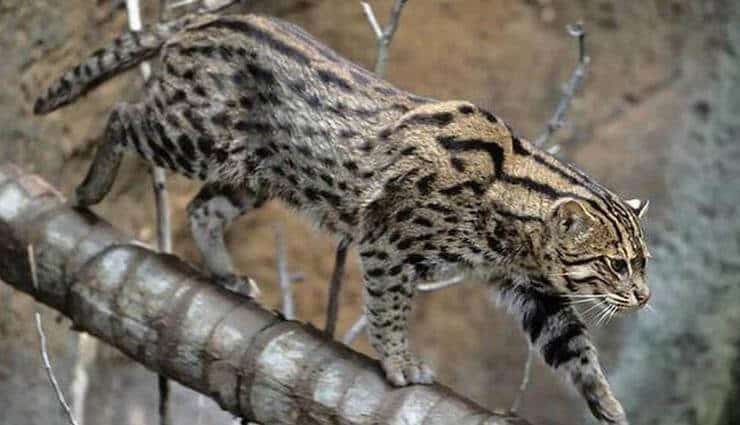 Marbled Cat Manas Tiger Reserve