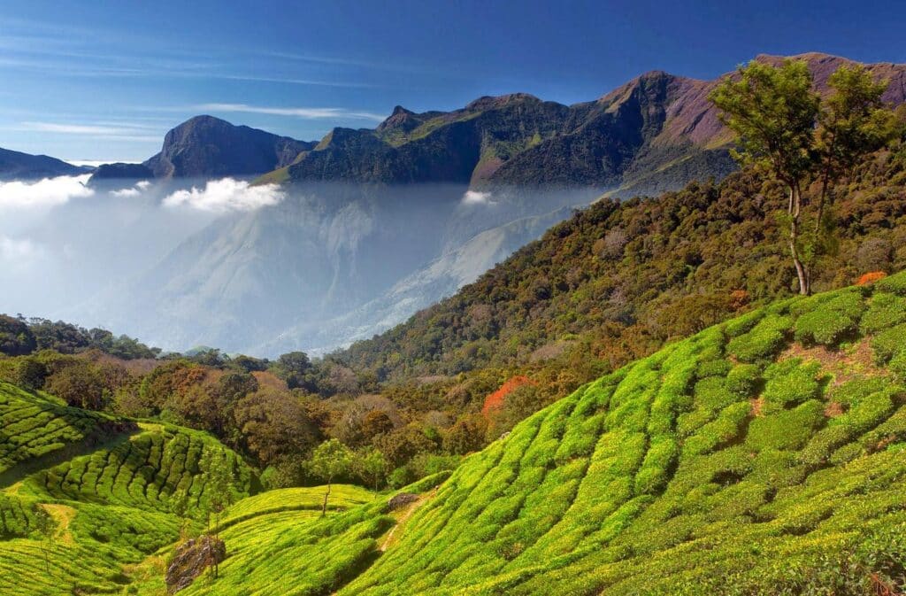 Munnar, Kerala