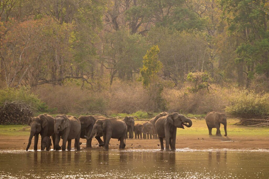 Nagarhole National Park, Karnataka