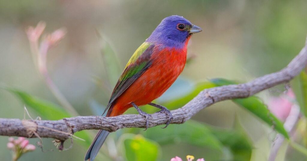 Painted Bunting