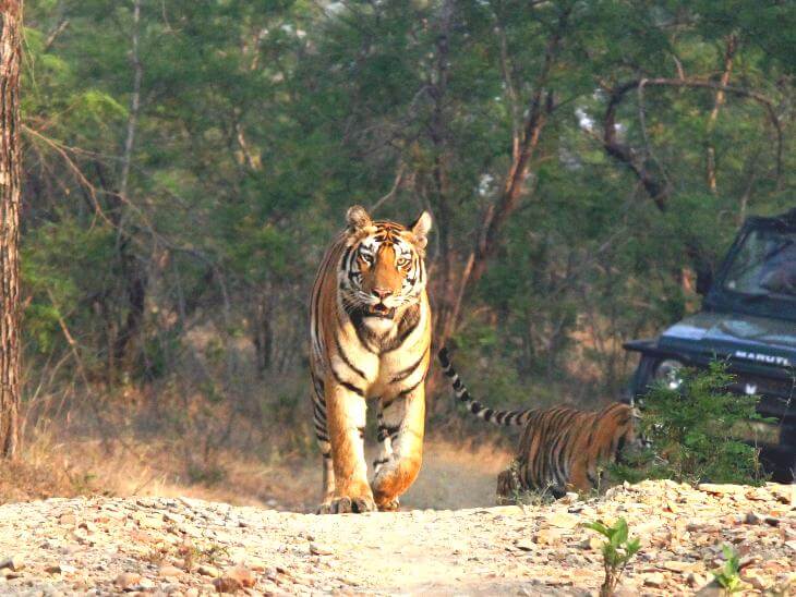Panna National Park – Wildlife Beyond Tigers