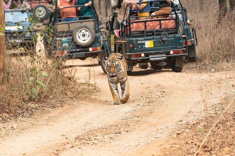 Pench National Park – Into the Jungle of Kipling's Imagination