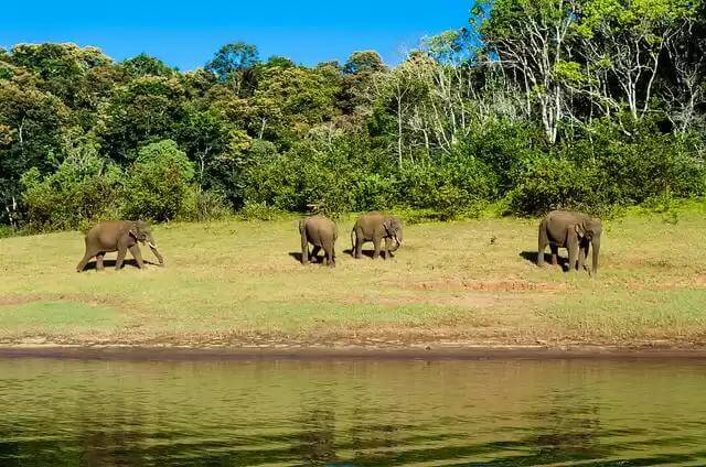 Periyar Tiger Reserve, Kerala