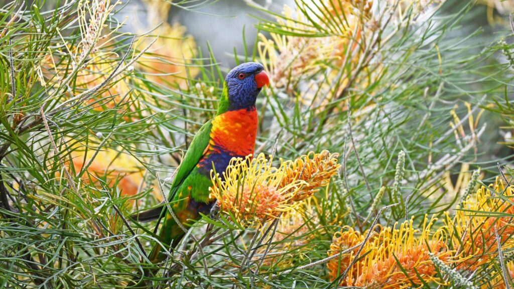 Rainbow Lorikeet