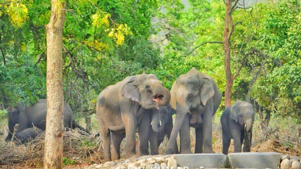 Rajaji National Park, Uttarakhand