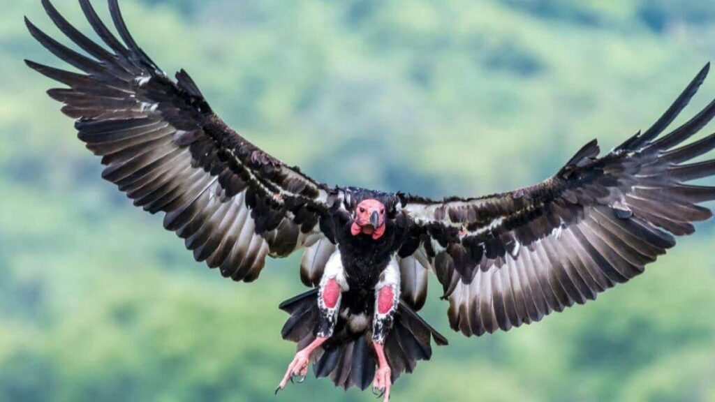 Red-headed Vulture