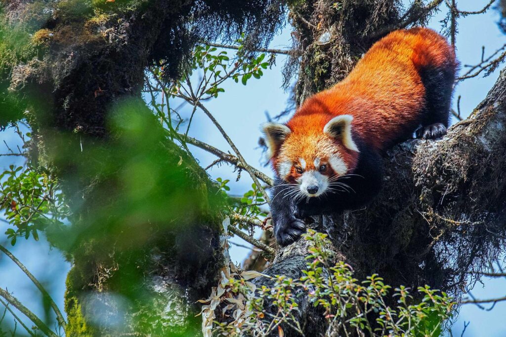 Red panda in Sikkim Himalayas