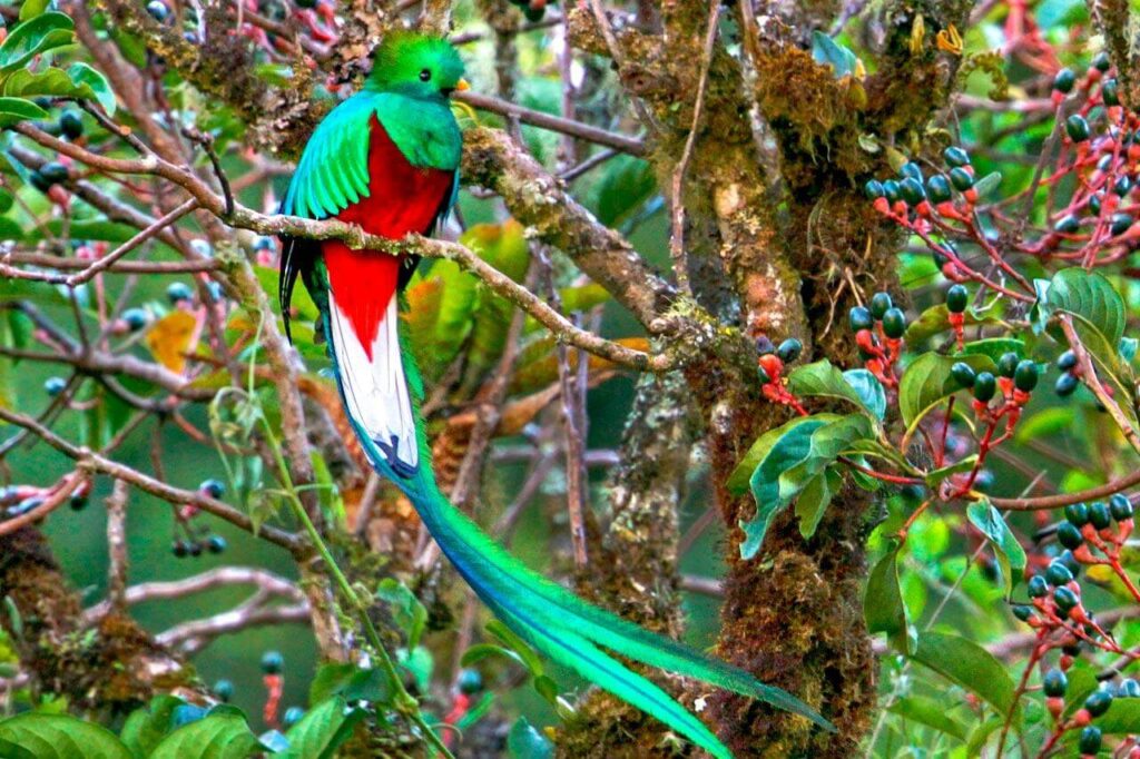 Resplendent Quetzal
