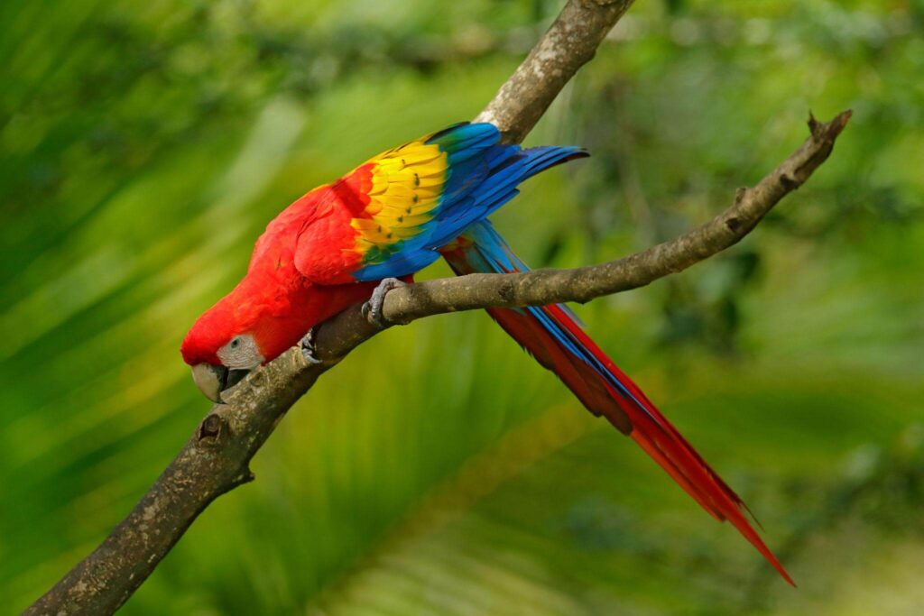 Scarlet Macaw