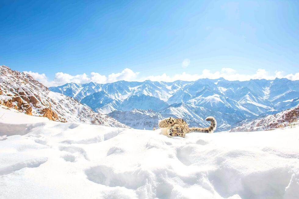 Snow Leopard Safari Take Place