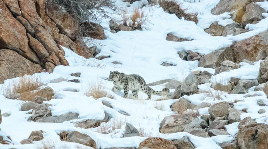 Snow Leopard Safari