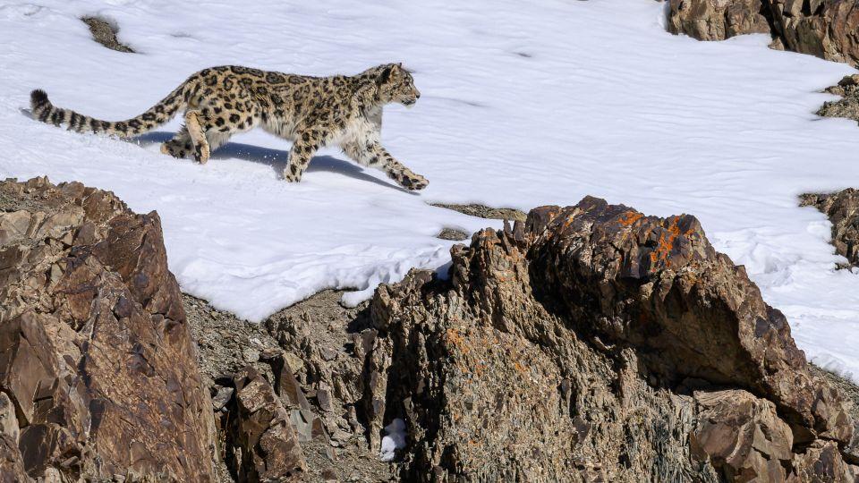 Snow leopard in Ladakh Himalayas