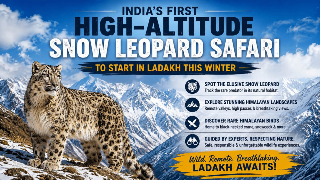 Snow leopard in Ladakh winter