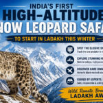 Snow leopard in Ladakh winter