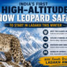 Snow leopard in Ladakh winter