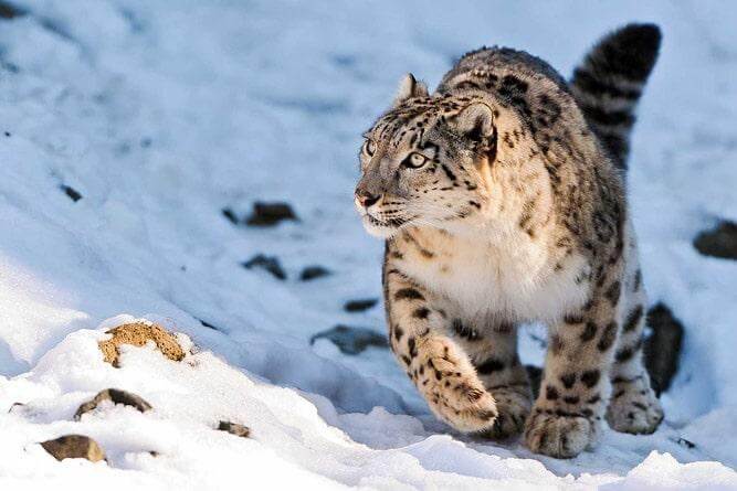 Snow leopard in winter
