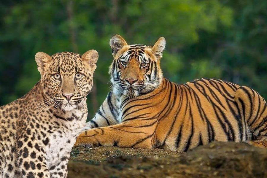 Tiger vs leopard in the wild in India