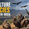Vulture Species Found in India