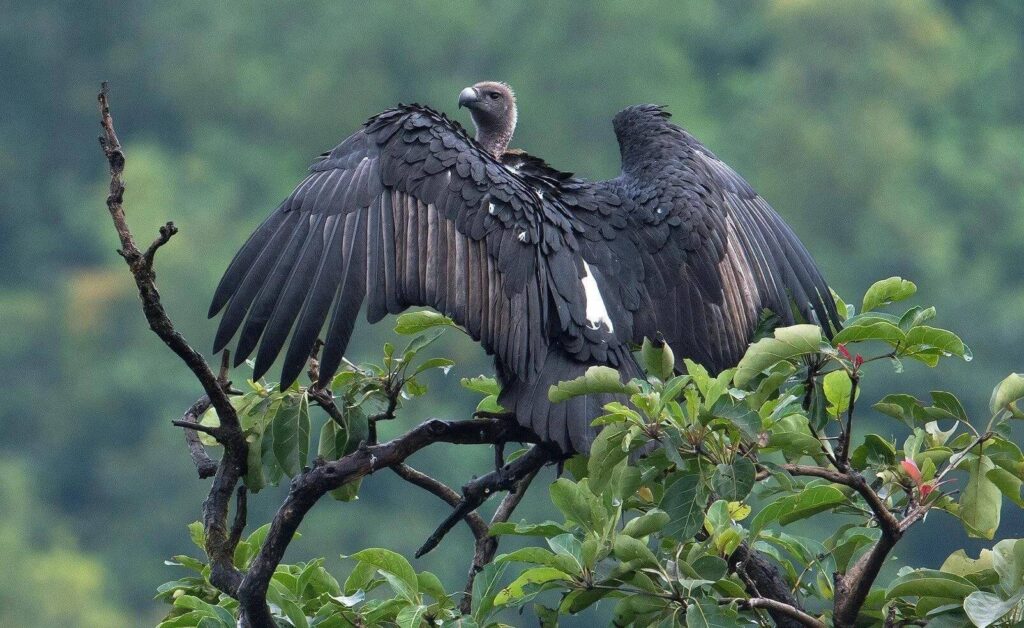 White-rumped Vulture