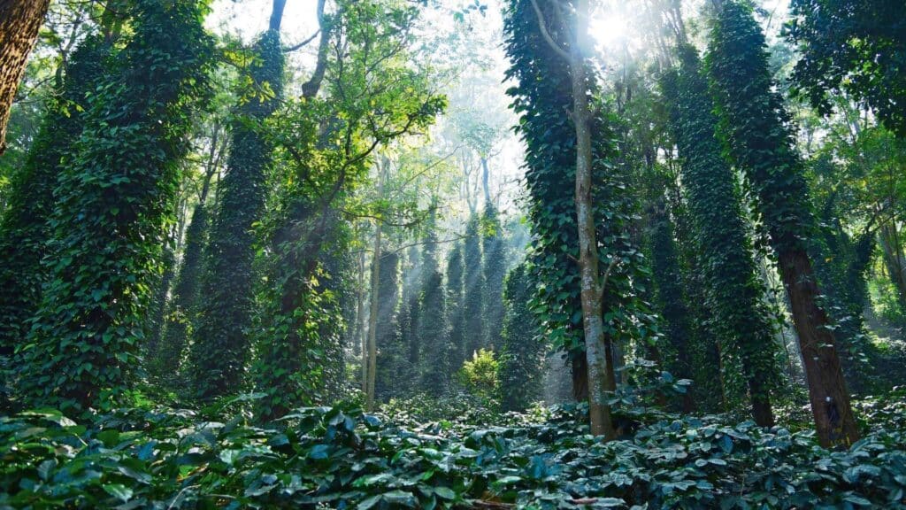 araku-valley-october