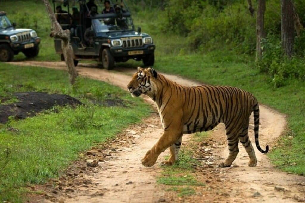 bandipur-national-park-safari