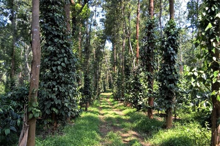 coorg-coffee-estates-october