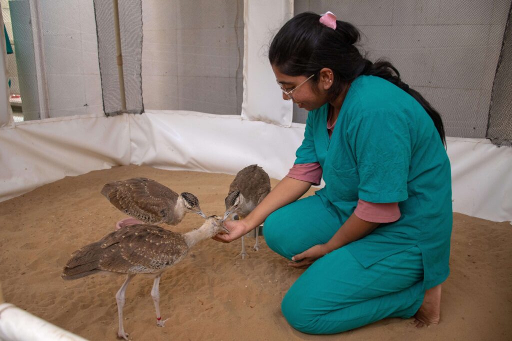 great-indian-bustard