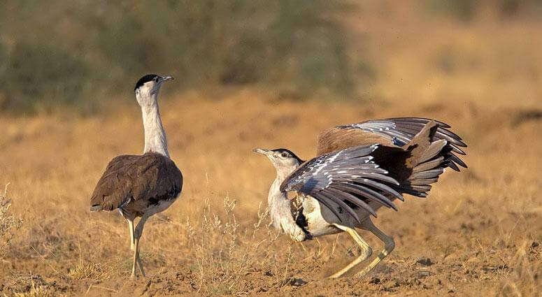 great-indian-bustard-courtship-display