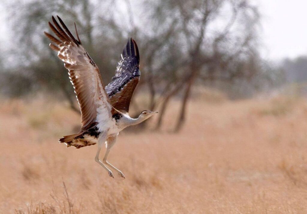 great-indian-bustard-critically-endangered
