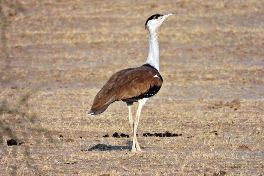 great-indian-bustard-desert-national-park