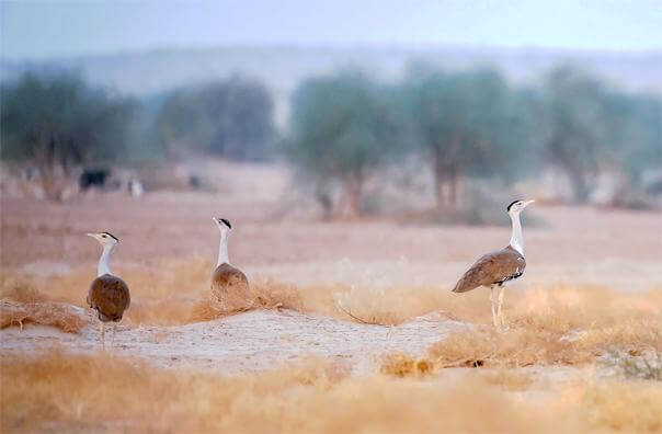great-indian-bustard-facts