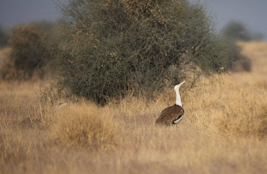 great-indian-bustard-grassland-habitat