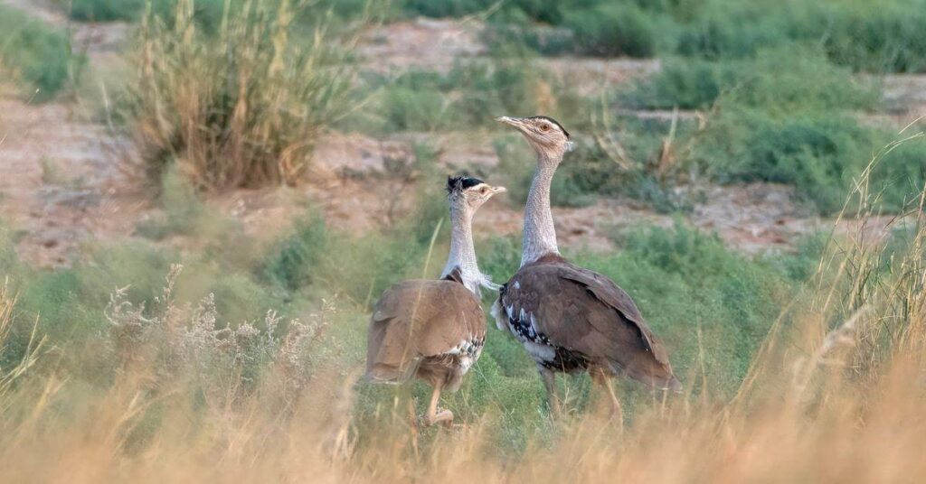 great-indian-bustard-jaisalmer-rajasthan