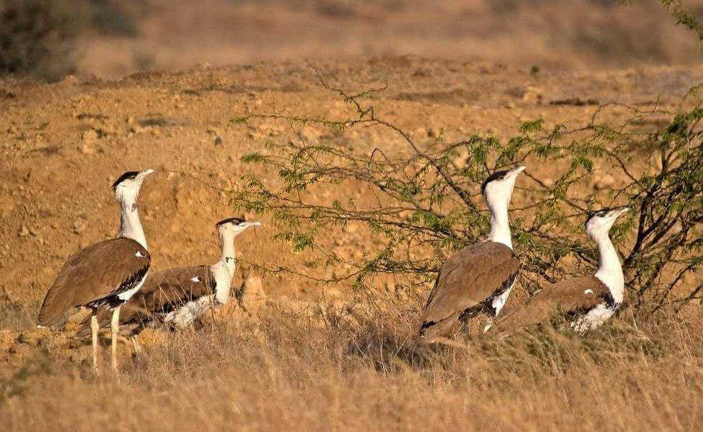 great-indian-bustard-nesting-habitat