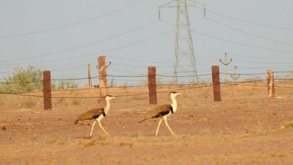 great-indian-bustard-power-lines-conservation