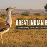 great-indian-bustard-rajasthan