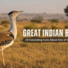 great-indian-bustard-rajasthan