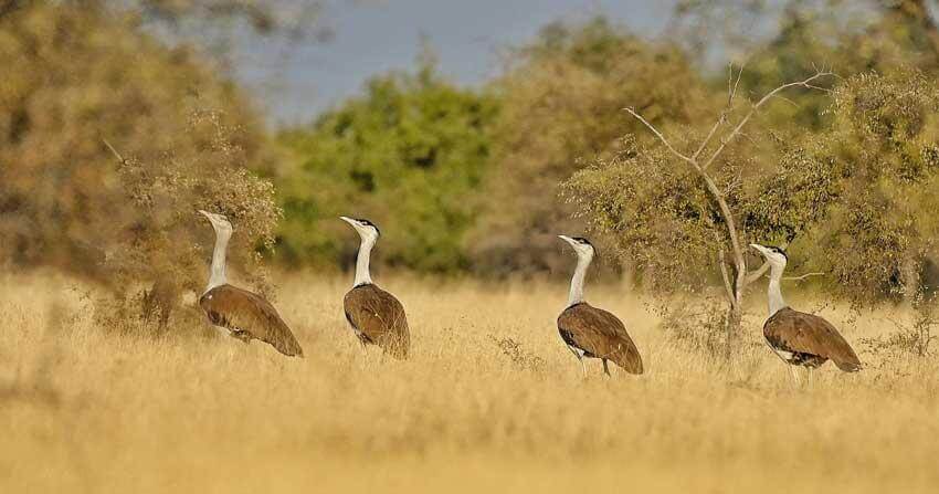 great-indian-bustard-wildlife-safari