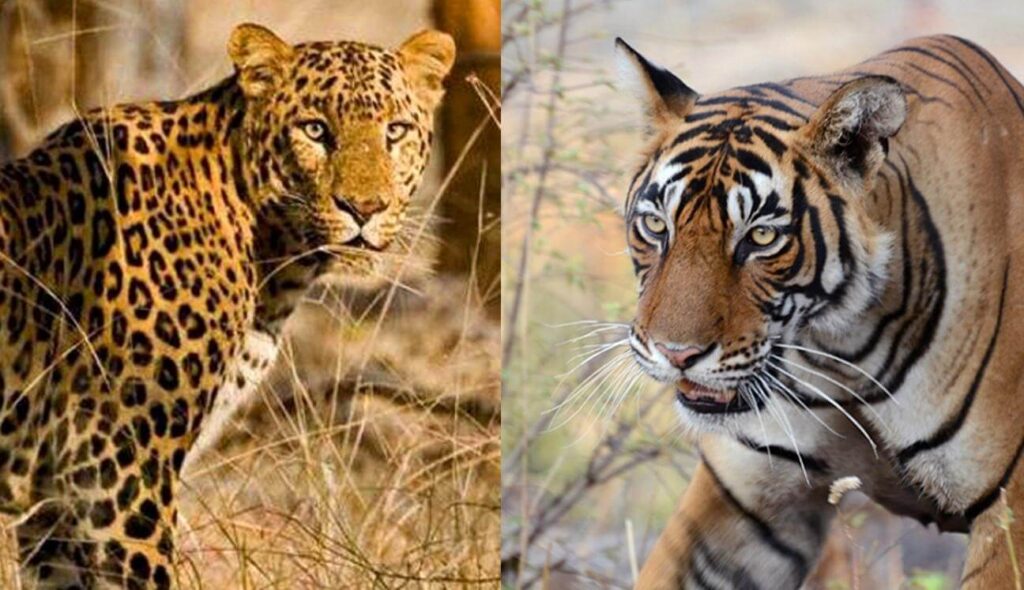 identify-tiger-or-leopard