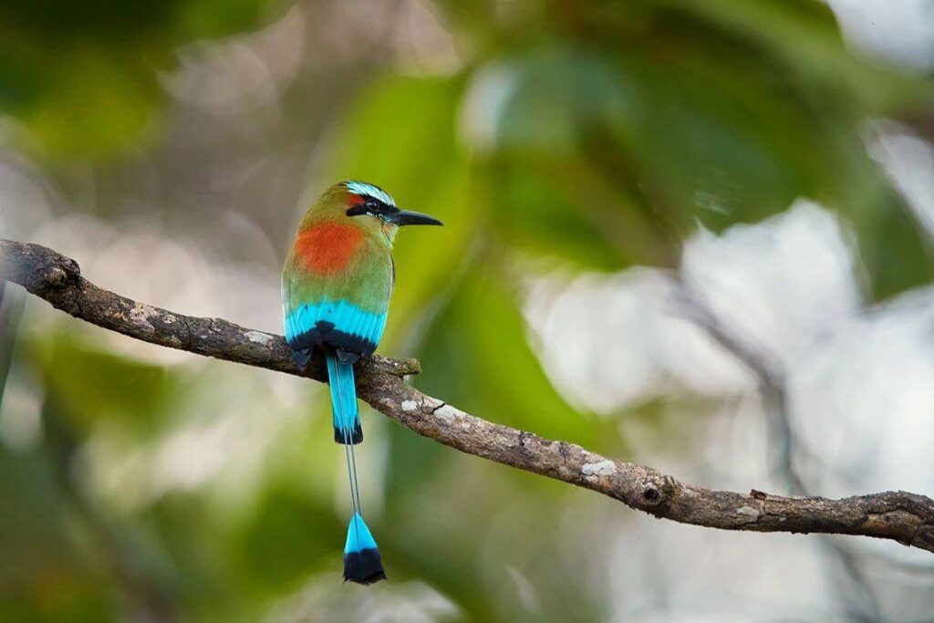 turquoise-browed Motmot